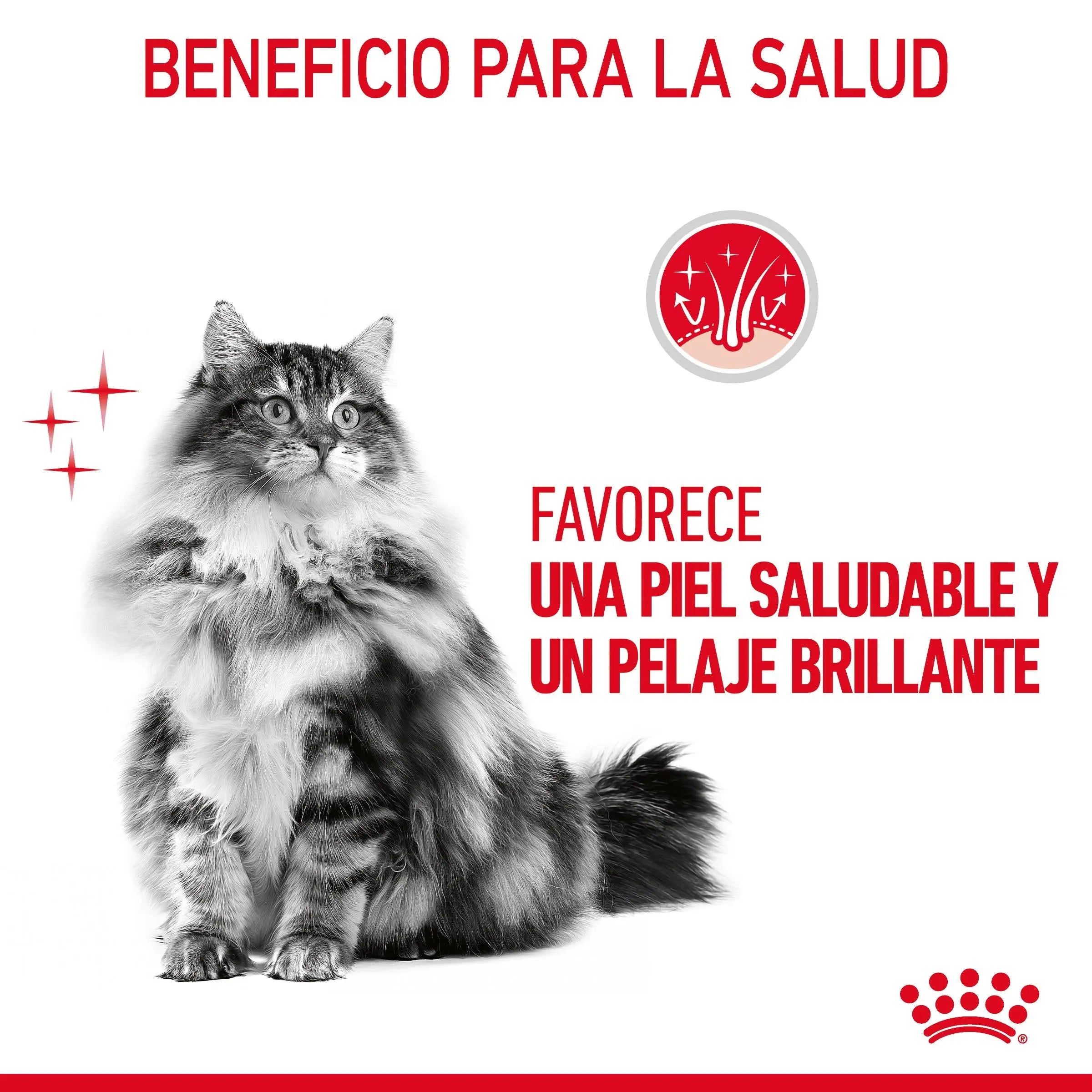 Royal Canin Hair & Skin Care Finas Láminas en Salsa 85 g Húmedo para Gatos ROYAL CANIN Mascotas-Ávila