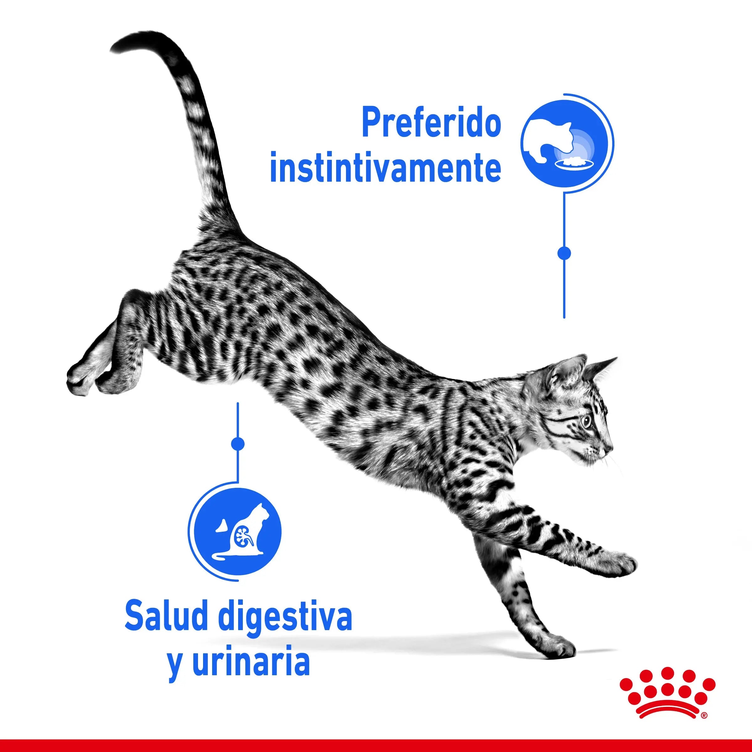 Royal Canin Indoor Sterilized 85 g Comida Húmeda en Salsa para Gatos ROYAL CANIN Mascotas-Ávila