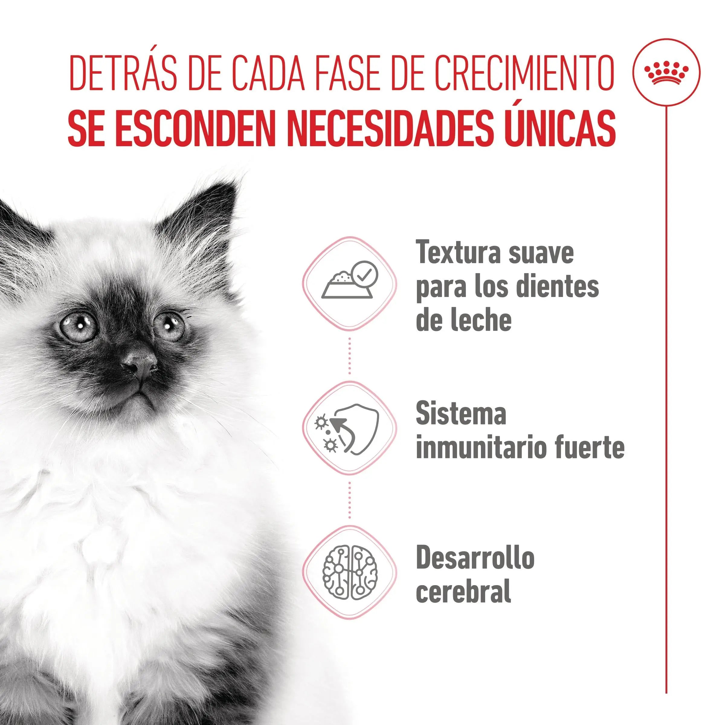 Royal Canin Kitten Húmedo 85 g para Gatos | Salsa, Gelatina o Paté ROYAL CANIN Mascotas-Ávila