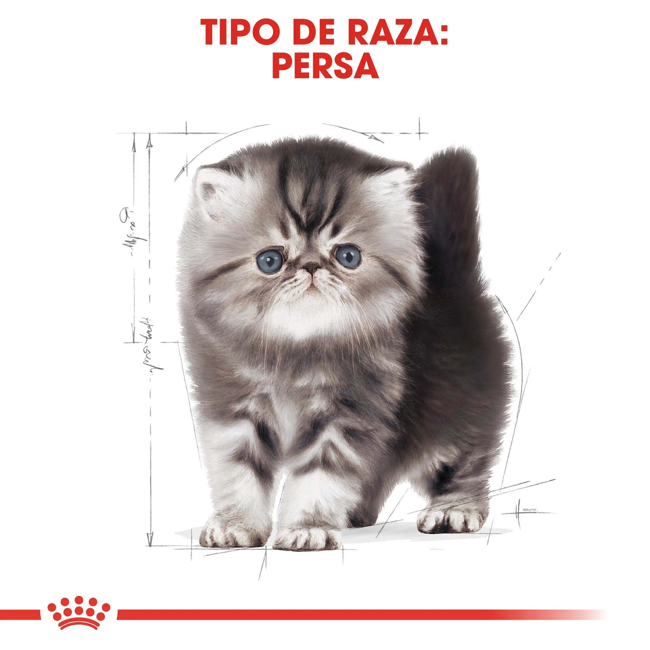 Royal Canin Kitten Persian Pienso Seco para Gatitos Persas ROYAL CANIN Mascotas-Ávila