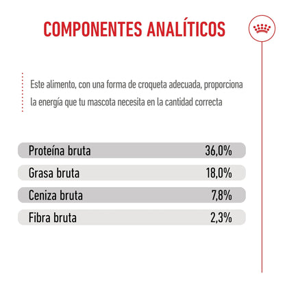 Royal Canin Kitten Pienso para Gatitos ROYAL CANIN Mascotas-Ávila