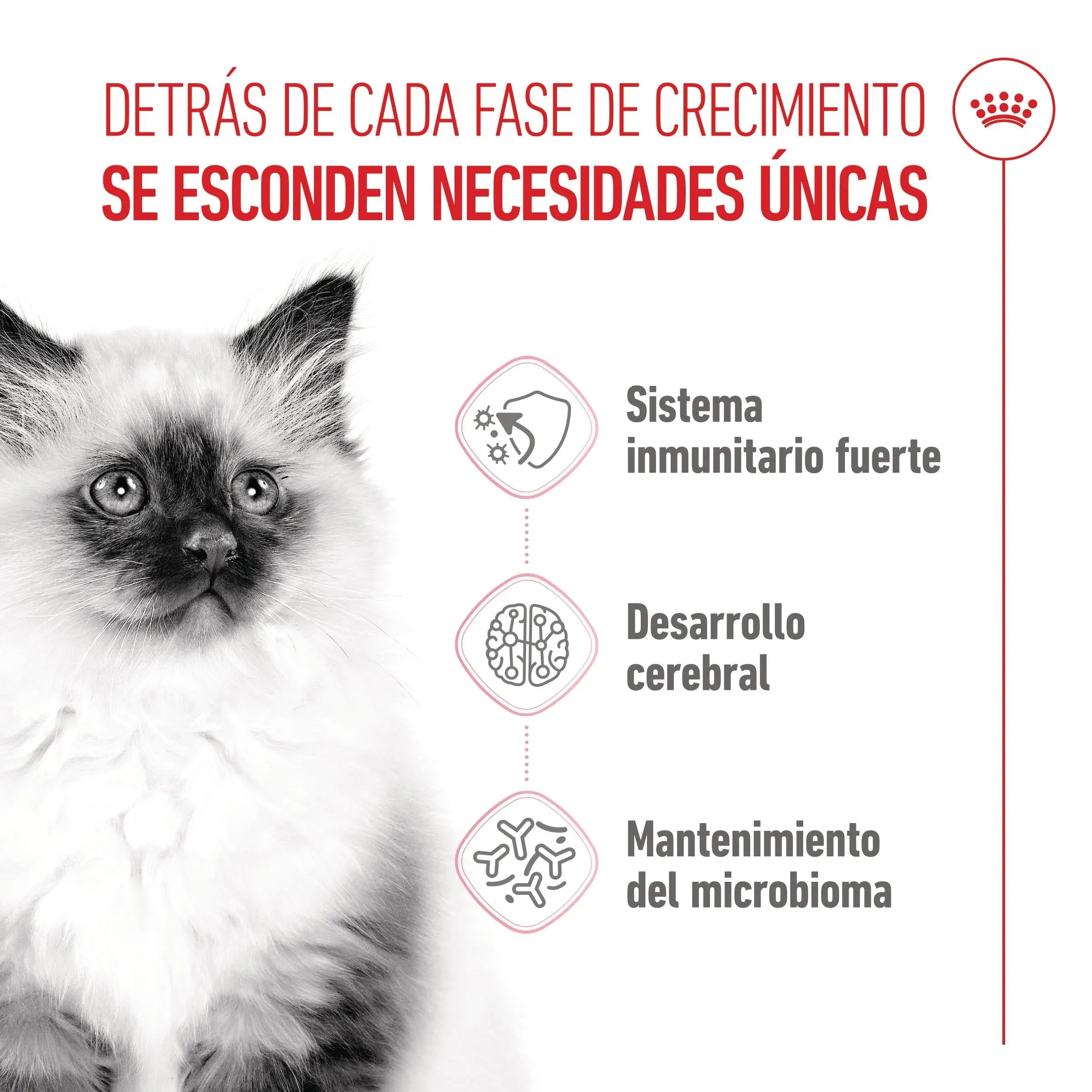 Royal Canin Kitten Pienso para Gatitos ROYAL CANIN Mascotas-Ávila