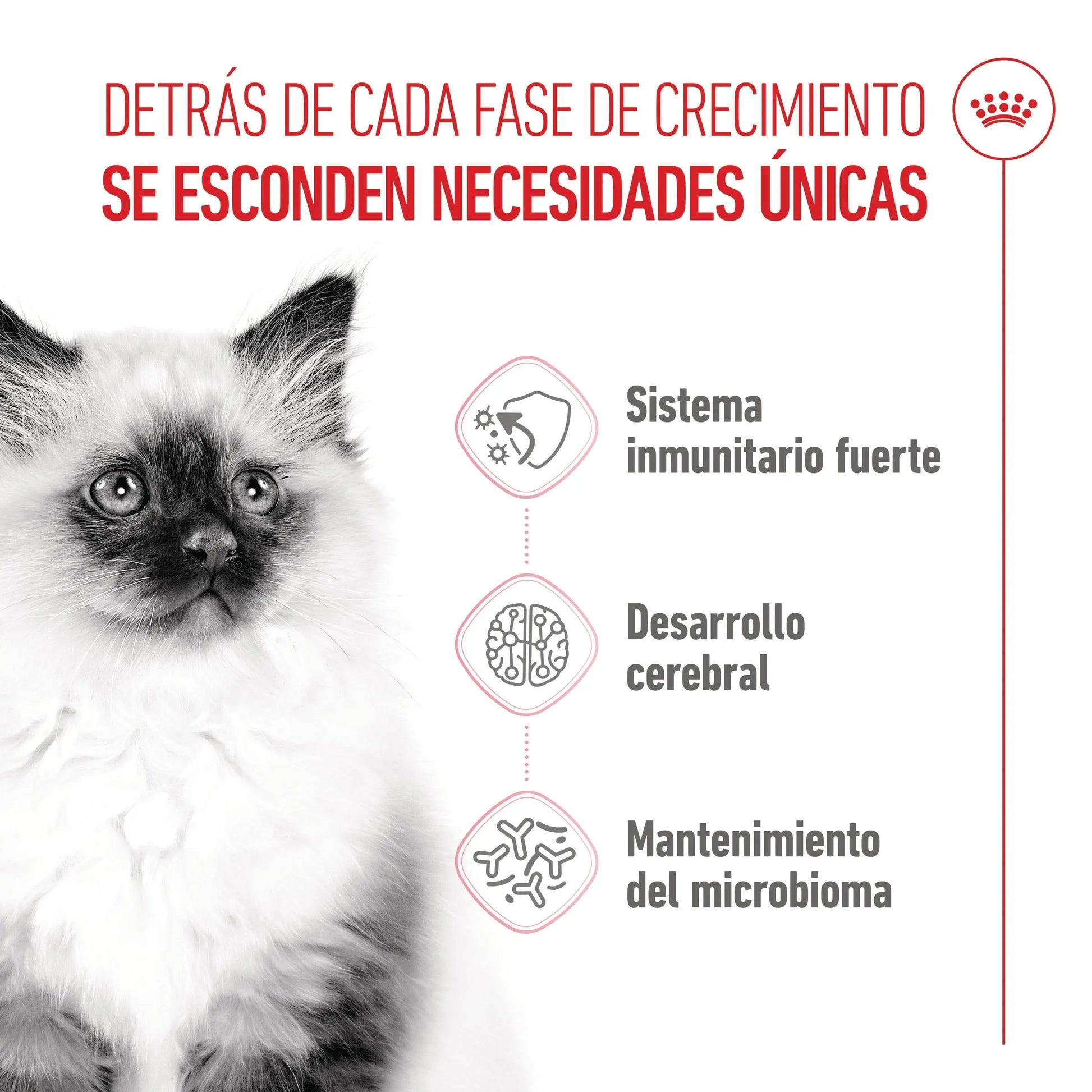 Royal Canin Kitten Pienso para Gatitos ROYAL CANIN Mascotas-Ávila