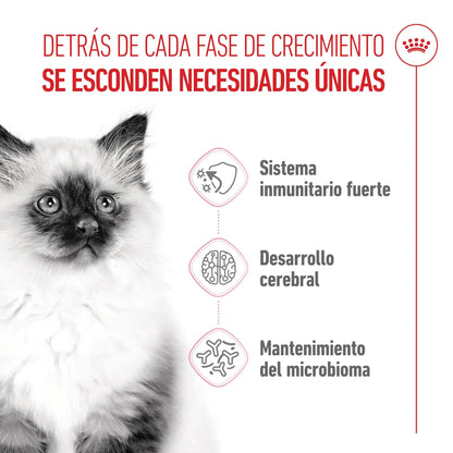 Royal Canin Kitten Pienso para Gatitos ROYAL CANIN Mascotas-Ávila