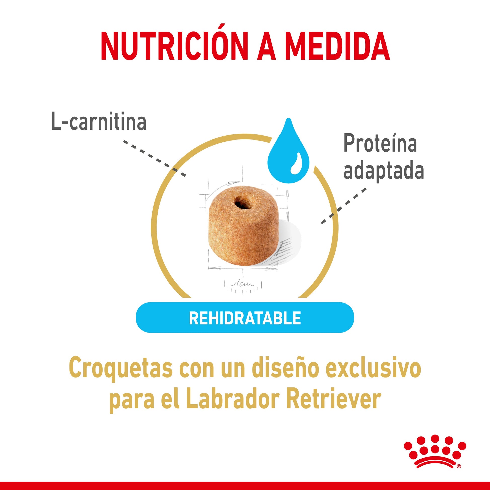 Royal Canin Labrador Retriever Ageing 5+ Pienso para Perros de Raza ROYAL CANIN Mascotas-Ávila
