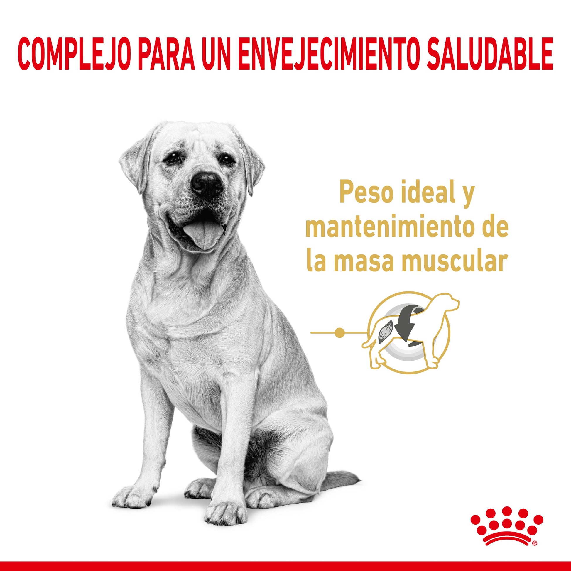 Royal Canin Labrador Retriever Ageing 5+ Pienso para Perros de Raza ROYAL CANIN Mascotas-Ávila