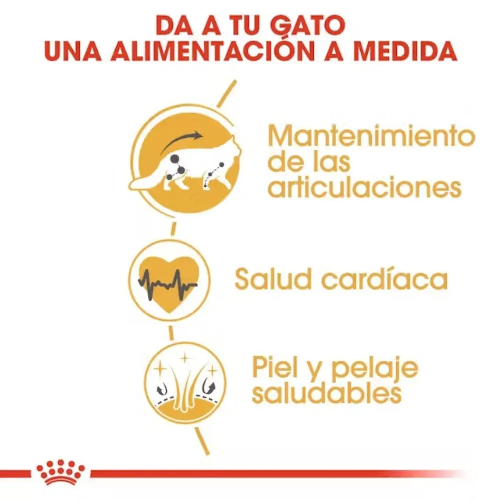 Royal Canin Maine Coon 31 Pienso para Gatos Adultos ROYAL CANIN Mascotas-Ávila