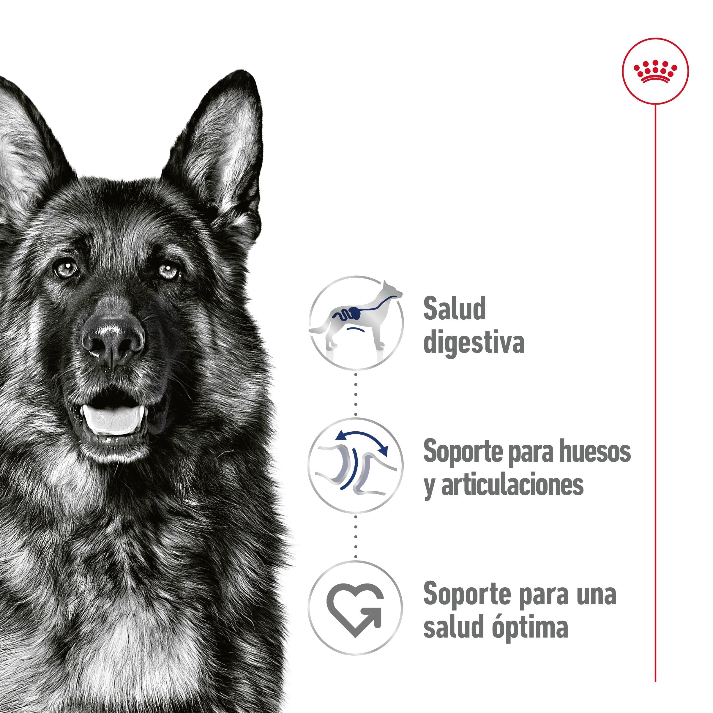 Royal Canin Maxi Adult Lata 410 g Paté Húmedo para Perros ROYAL CANIN Mascotas-Ávila