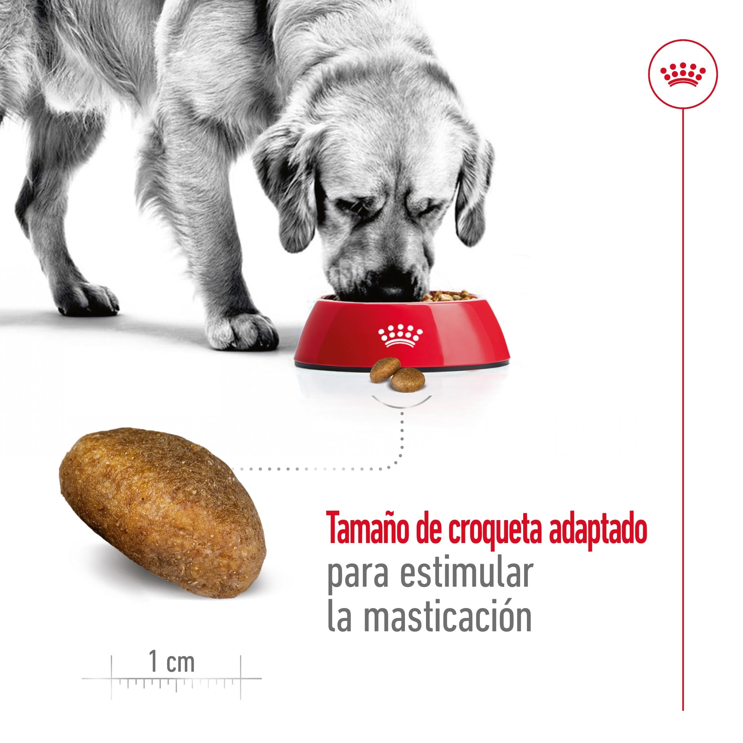 Royal Canin Maxi Adult Pienso para Perros ROYAL CANIN Mascotas-Ávila