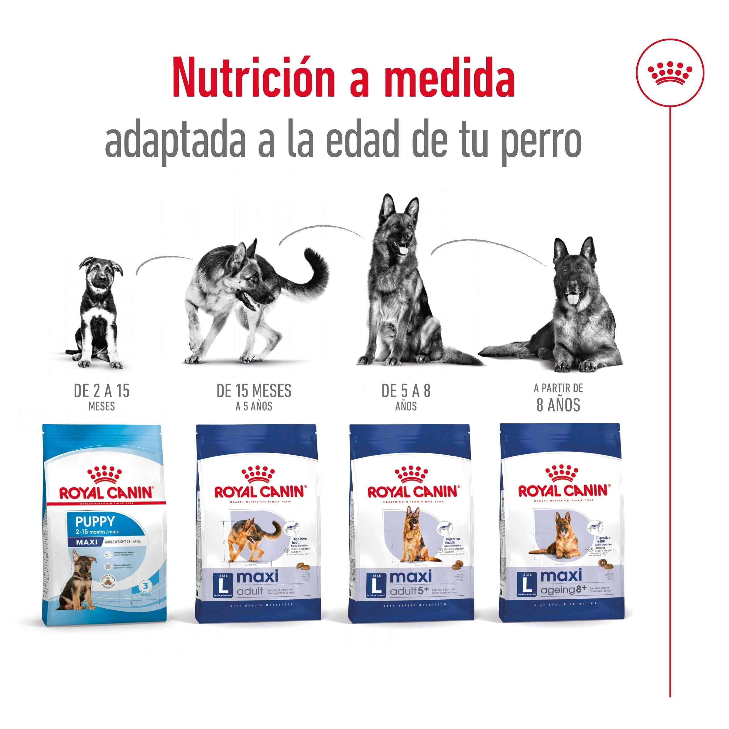 Royal Canin Maxi Adult Pienso para Perros ROYAL CANIN Mascotas-Ávila