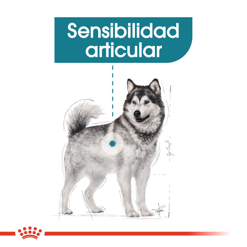 Royal Canin Maxi Joint Care Pienso para Perros ROYAL CANIN Mascotas-Ávila