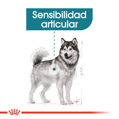 Royal Canin Maxi Joint Care Pienso para Perros ROYAL CANIN Mascotas-Ávila