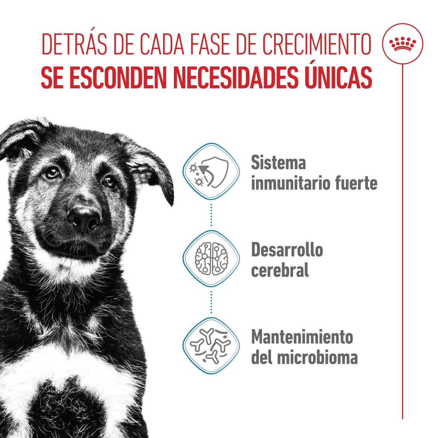 Royal Canin Maxi Puppy Pienso para Cachorros ROYAL CANIN Mascotas-Ávila