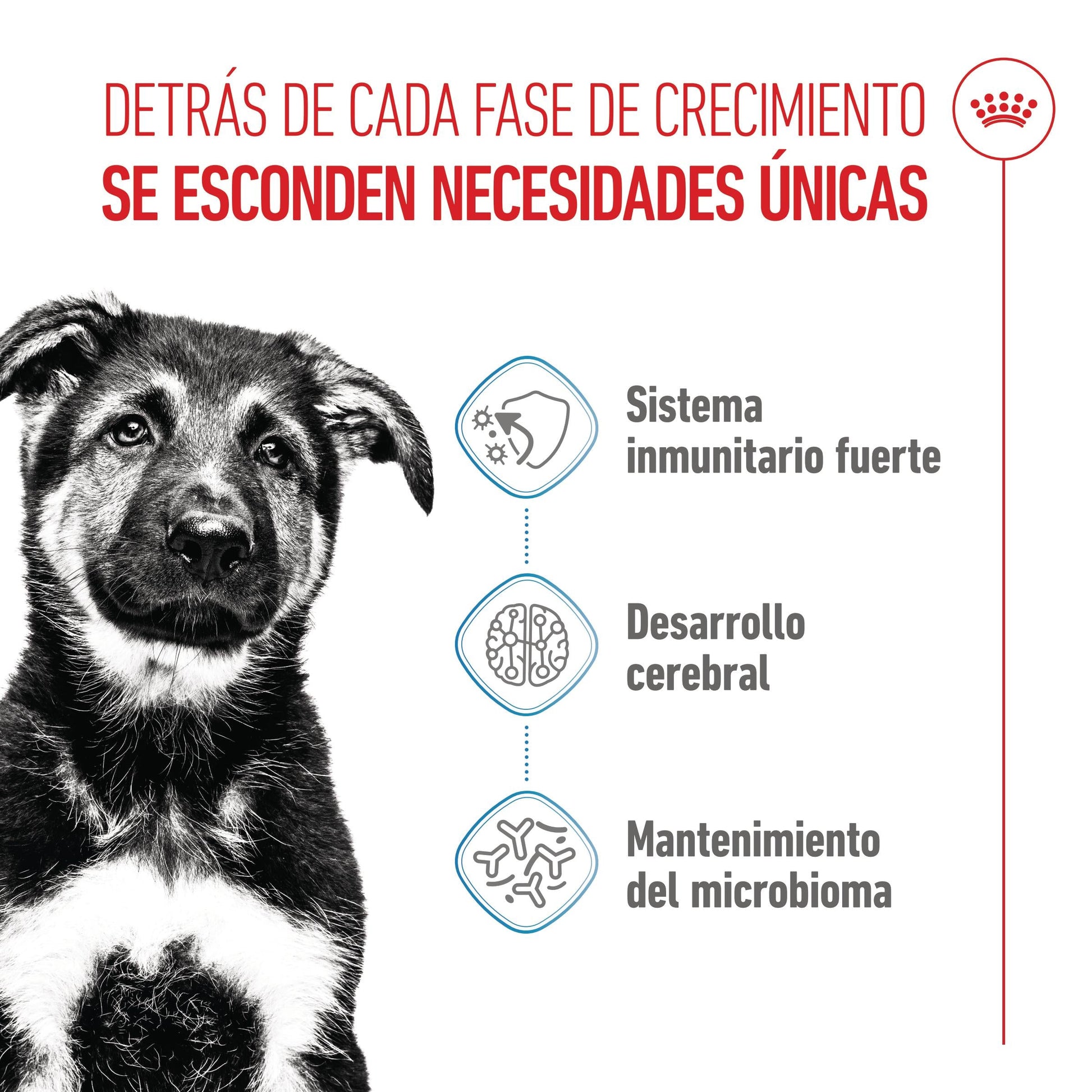 Royal Canin Maxi Puppy Pienso para Cachorros ROYAL CANIN Mascotas-Ávila