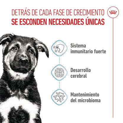 Royal Canin Maxi Puppy Pienso para Cachorros ROYAL CANIN Mascotas-Ávila
