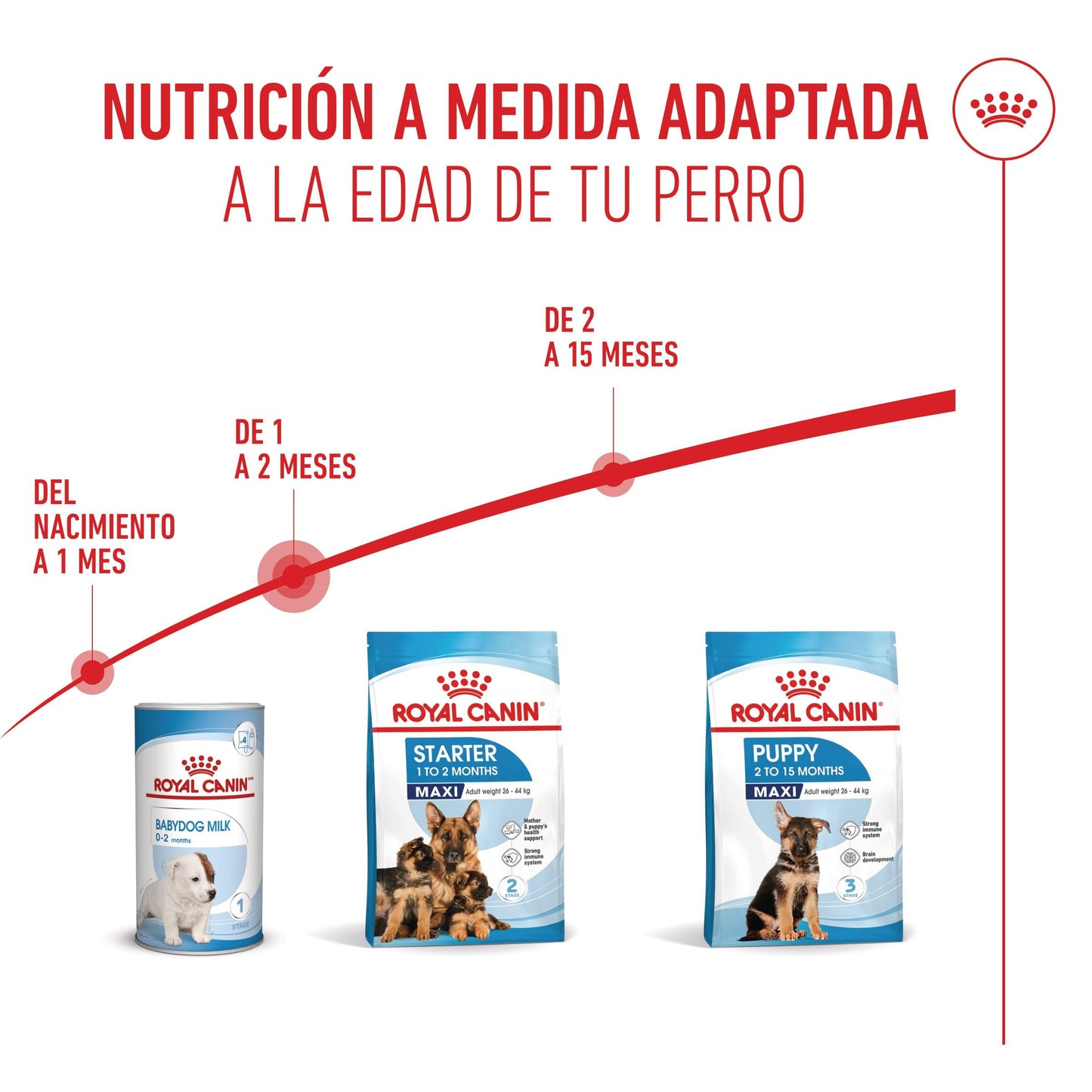 Royal Canin Maxi Starter Mother & Babydog Pienso para Cachorros y Madres Lactantes ROYAL CANIN Mascotas-Ávila