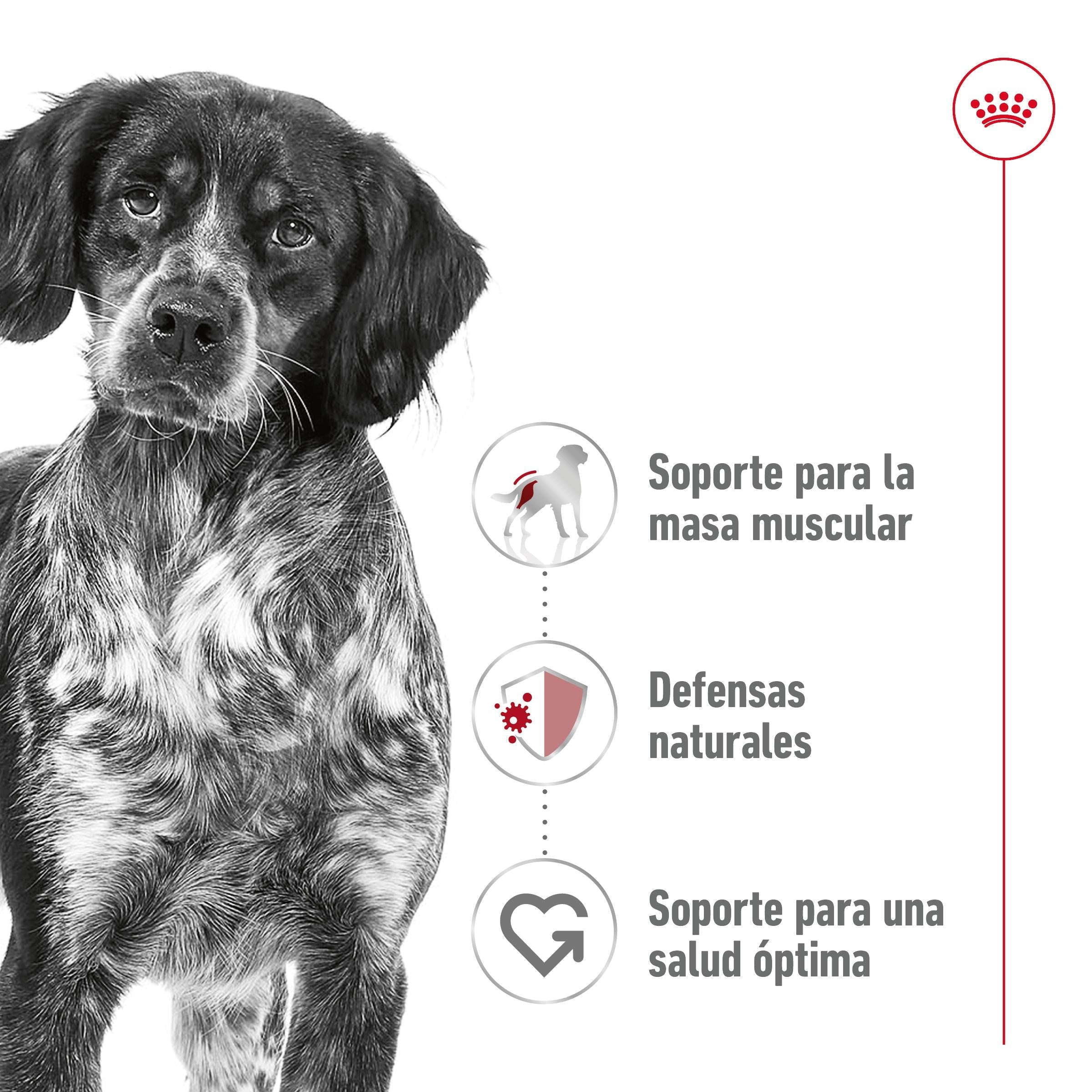 Royal Canin Medium Adult 410 g lata perro húmedo ROYAL CANIN Mascotas-Ávila