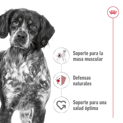 Royal Canin Medium Adult 410 g lata perro húmedo ROYAL CANIN Mascotas-Ávila