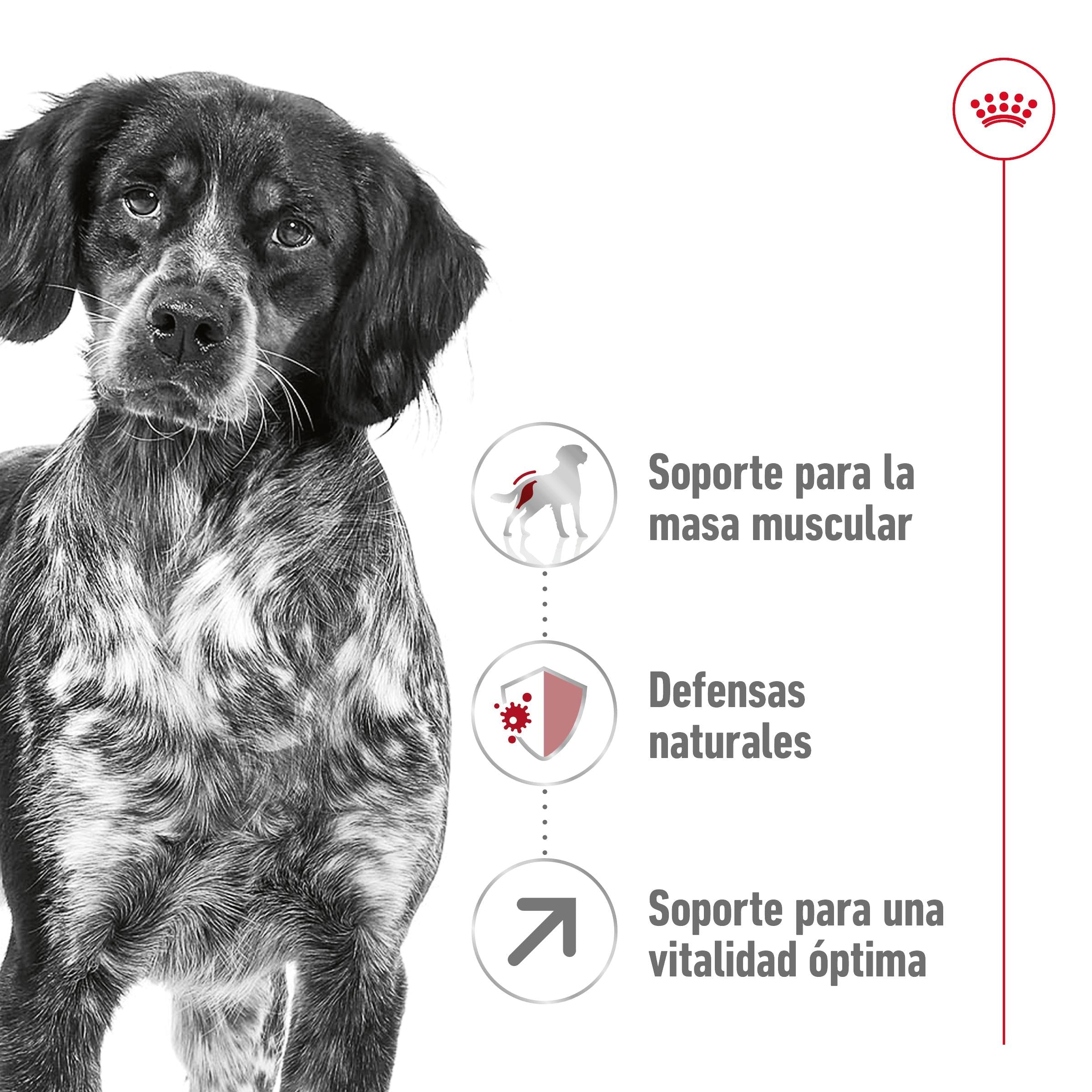Royal Canin Medium Adult 7+ Pienso para Perros ROYAL CANIN Mascotas-Ávila