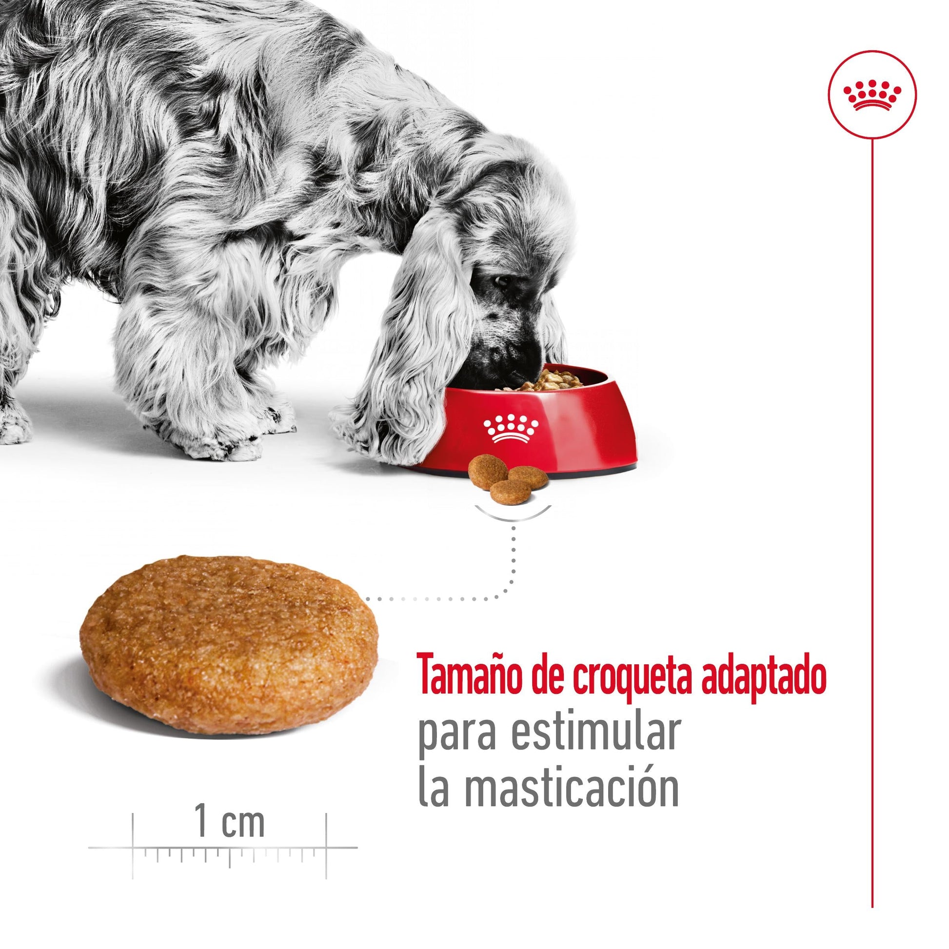 Royal Canin Medium Adult Pienso para Perros ROYAL CANIN Mascotas-Ávila