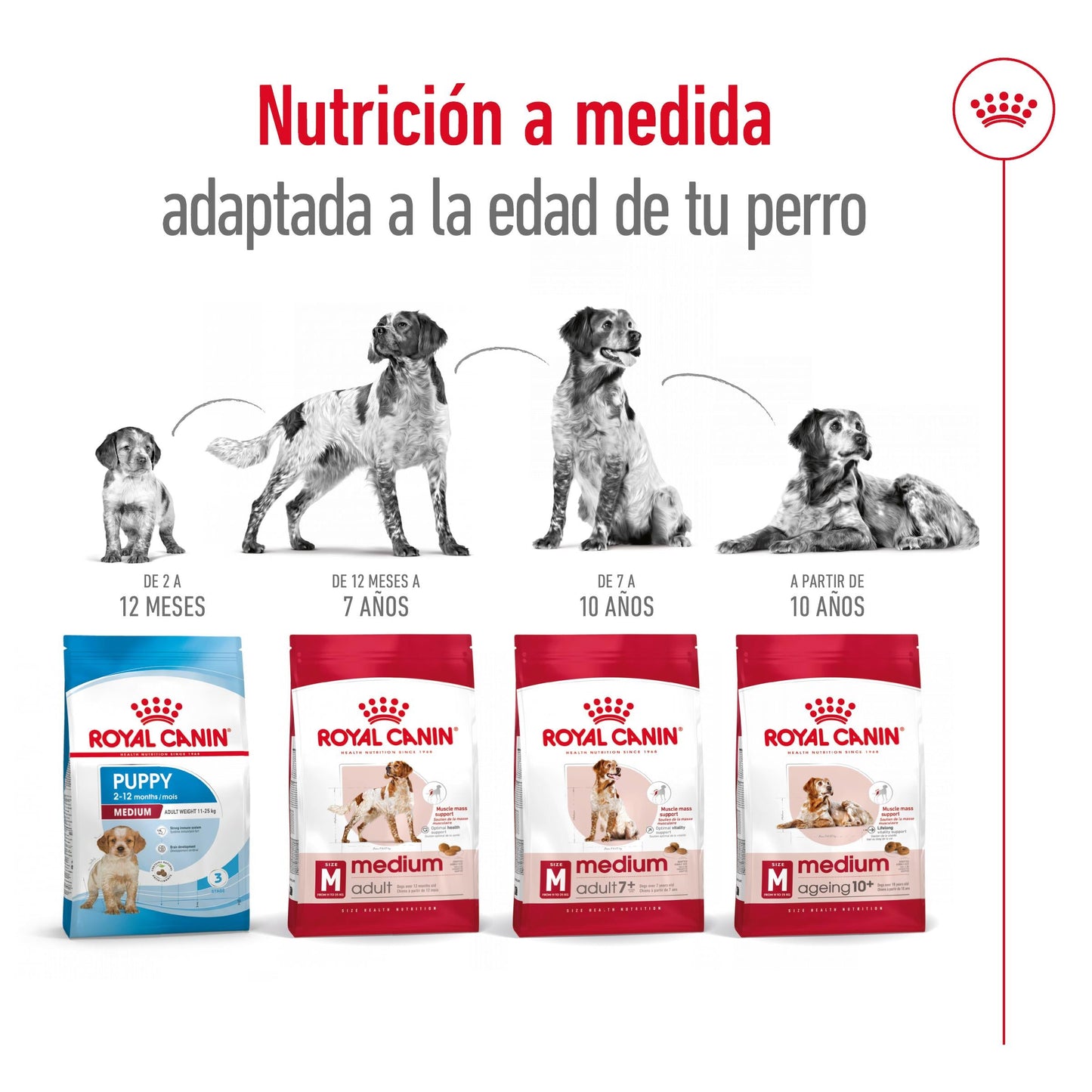 Royal Canin Medium Adult Pienso para Perros ROYAL CANIN Mascotas-Ávila