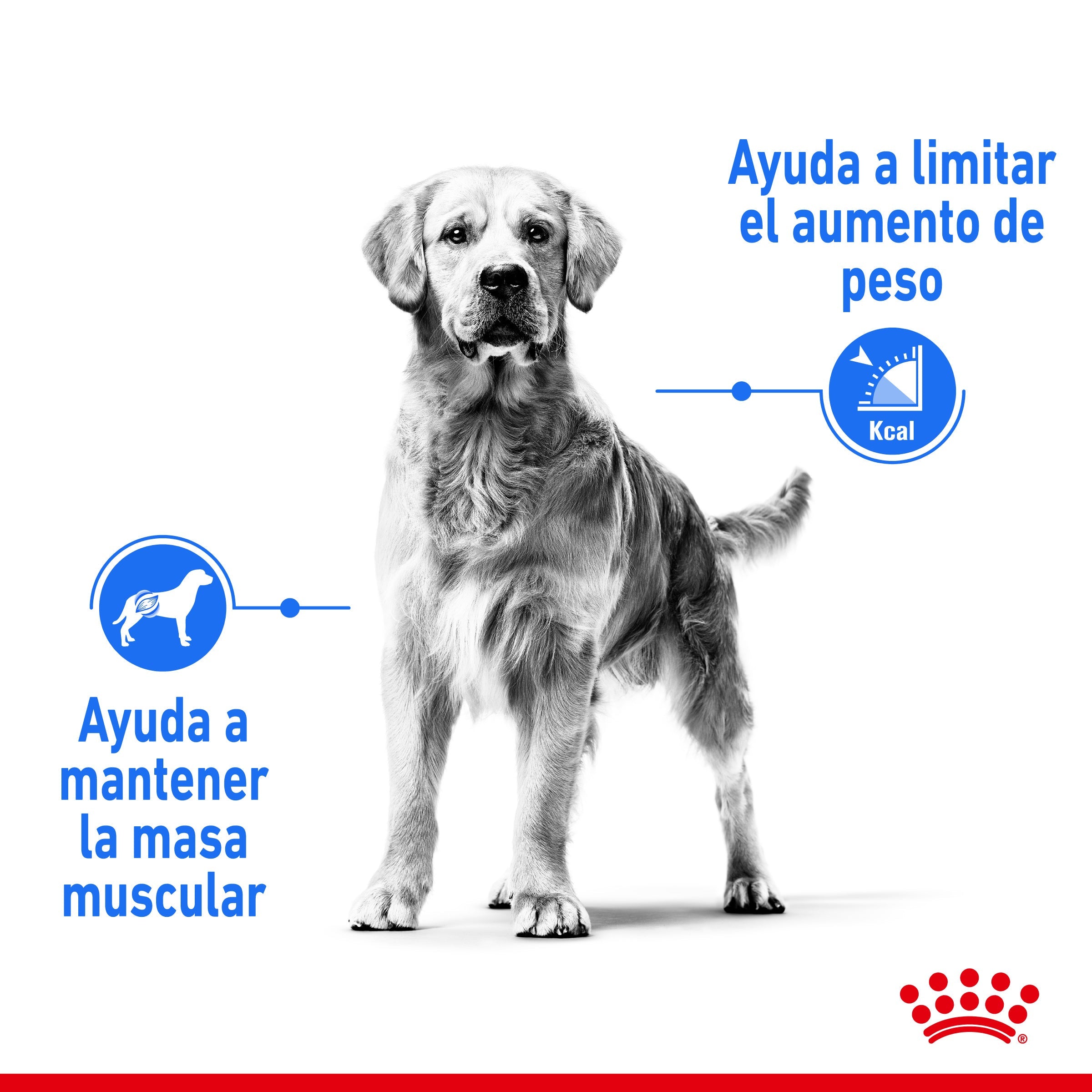 Royal Canin Medium Light Weight Care Pienso para Perros ROYAL CANIN Mascotas-Ávila