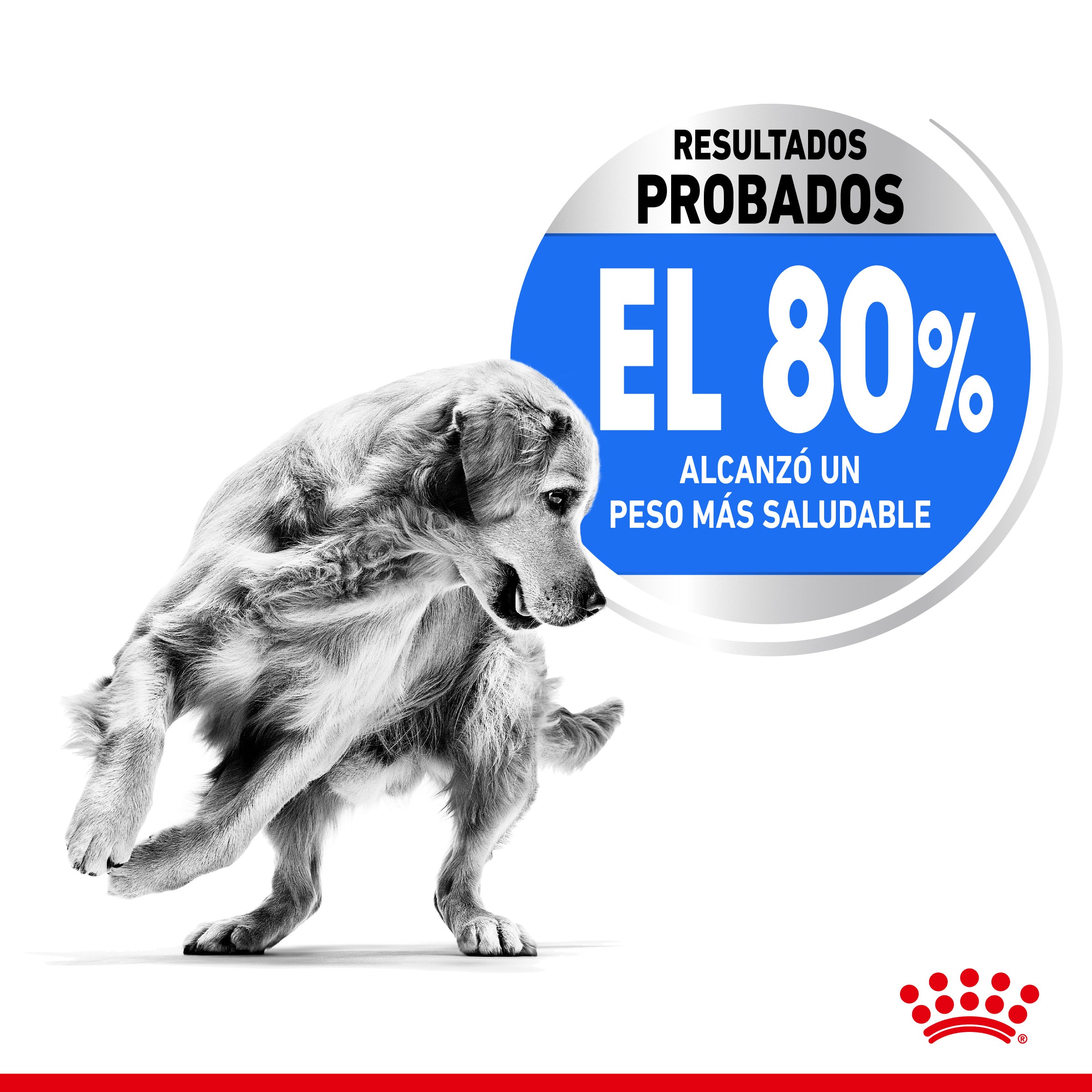 Royal Canin Medium Light Weight Care Pienso para Perros ROYAL CANIN Mascotas-Ávila