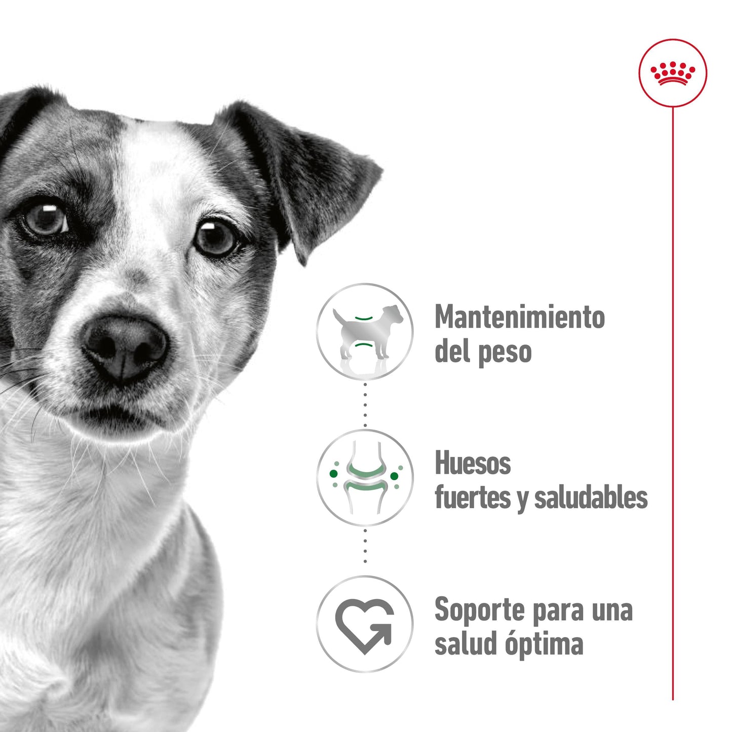 Royal Canin Mini Adult Lata 195 g Paté Húmedo para Perros ROYAL CANIN Mascotas-Ávila