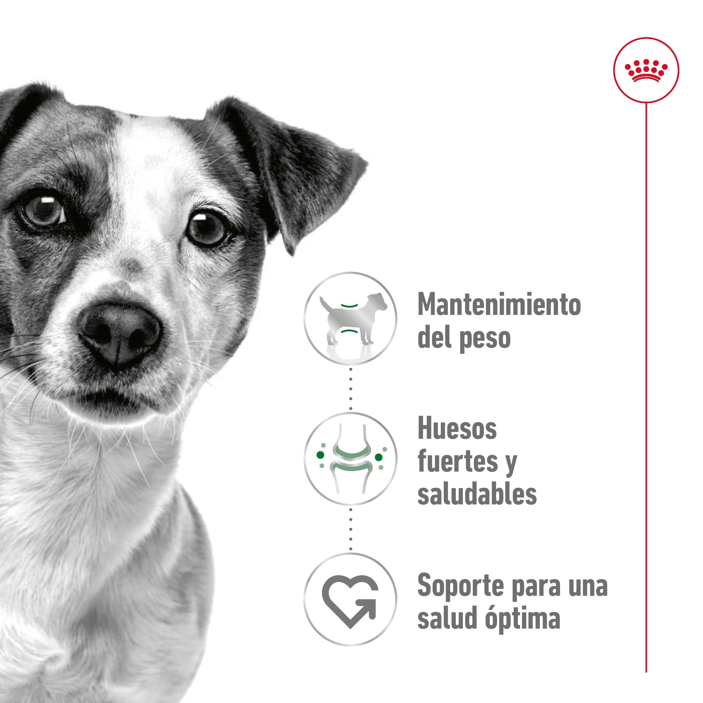Royal Canin Mini Adult S Pienso para Perros ROYAL CANIN Mascotas-Ávila