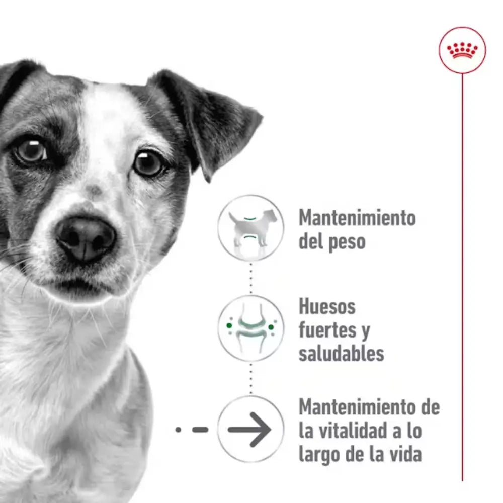 Royal Canin Mini Ageing+12 1,5 kg ROYAL CANIN Mascotas-Ávila