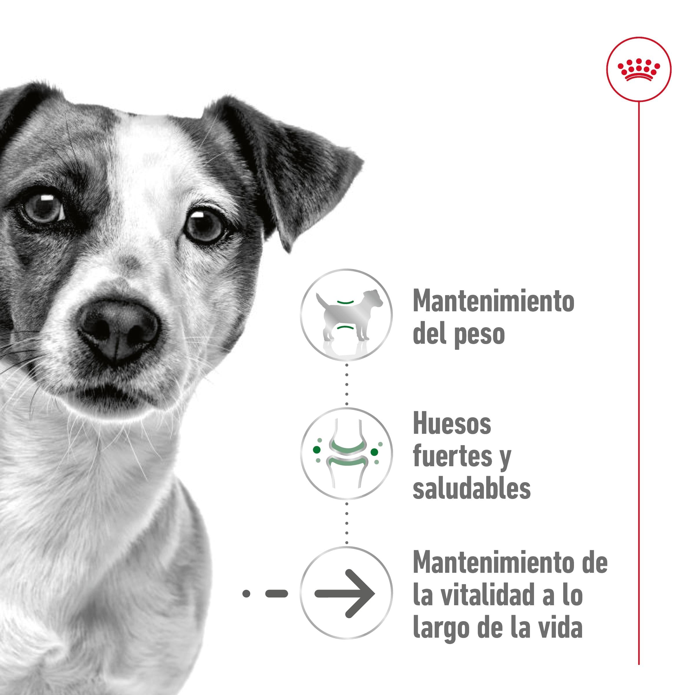 Royal Canin Mini Ageing+12 Pienso para Perros Senior ROYAL CANIN Mascotas-Ávila