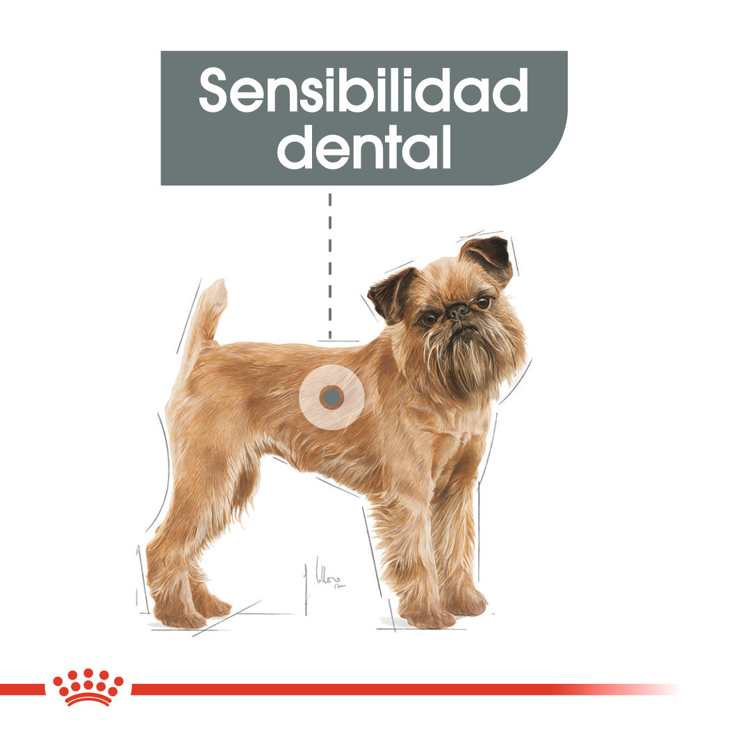 Royal Canin Mini Dental Care Pienso para Perros ROYAL CANIN Mascotas-Ávila