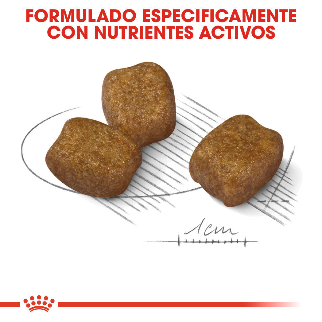 Royal Canin Mini Dental Care Pienso para Perros ROYAL CANIN Mascotas-Ávila