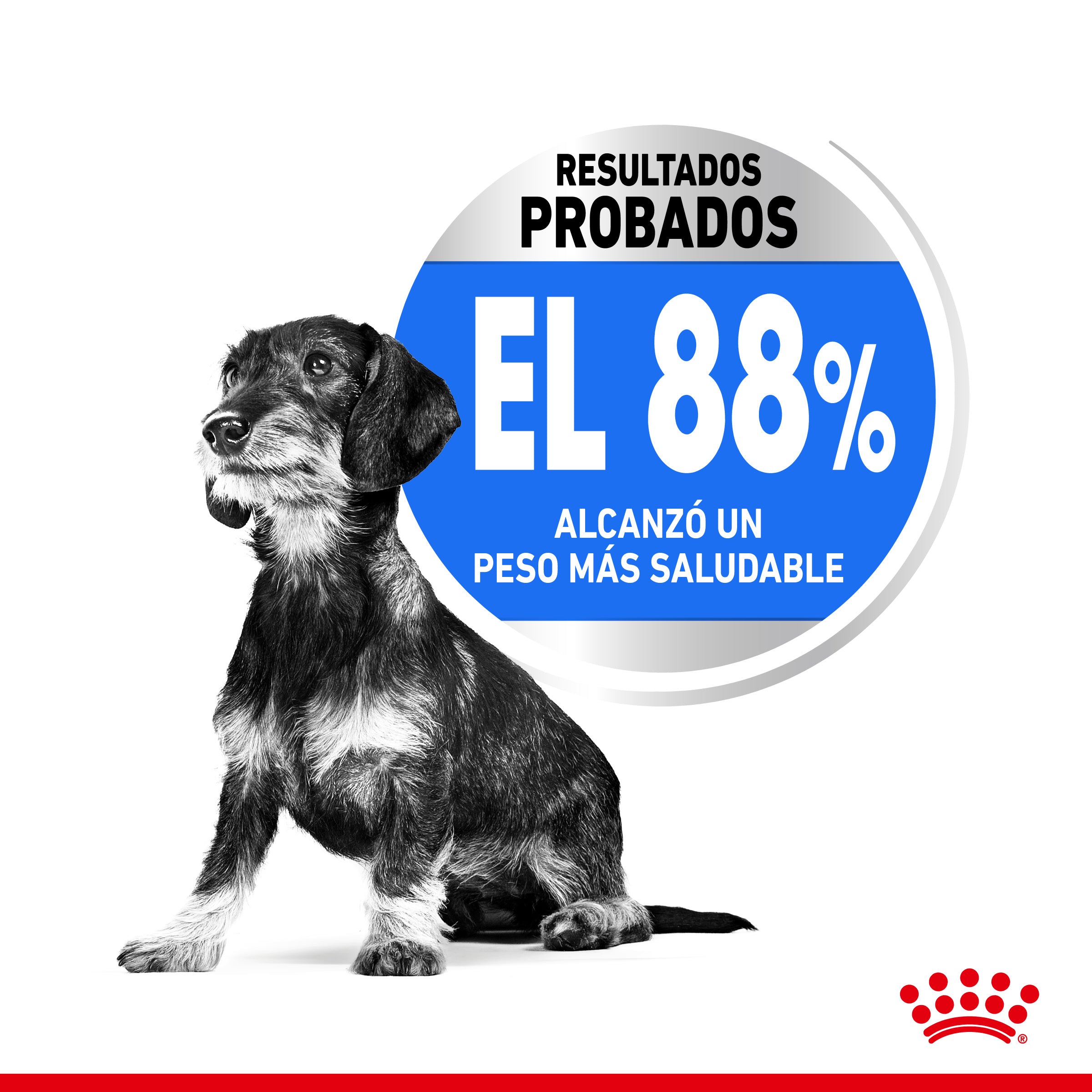 Royal Canin Mini Light Weight Care Pienso para Perros ROYAL CANIN Mascotas-Ávila