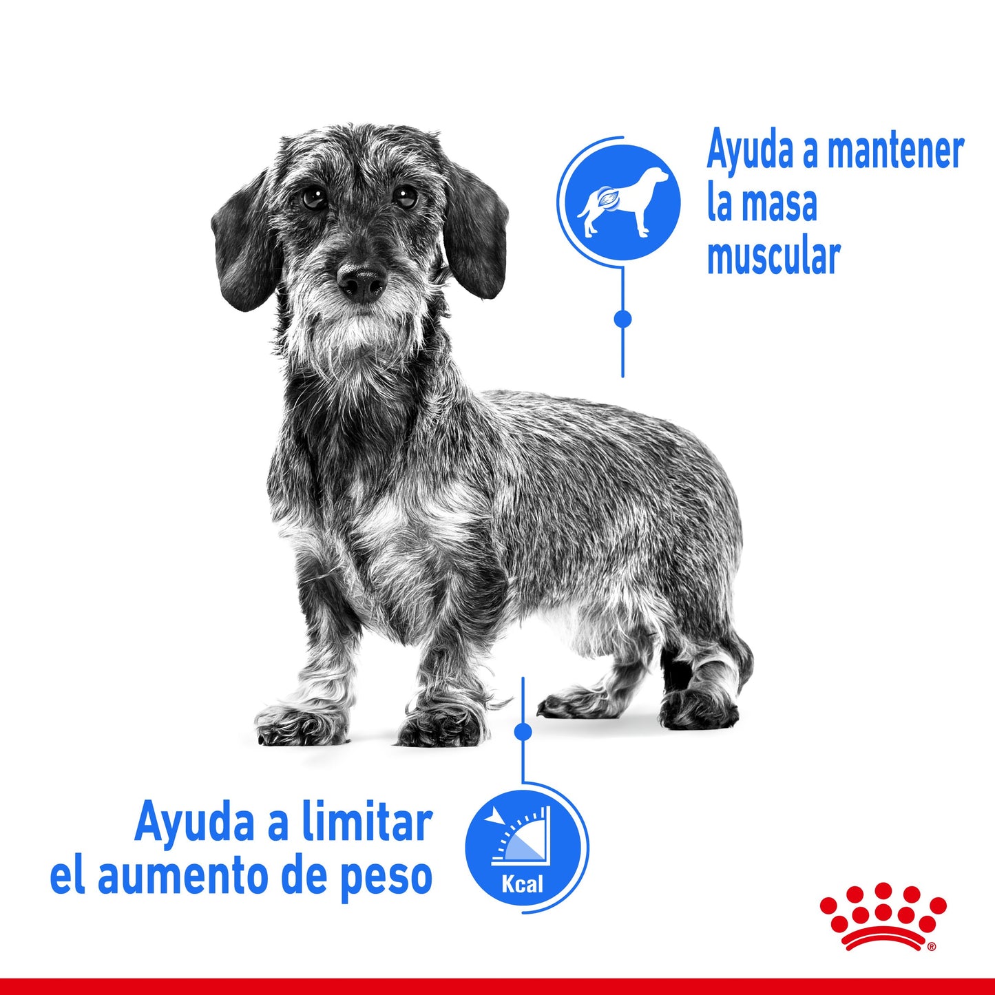 Royal Canin Mini Light Weight Care Pienso para Perros ROYAL CANIN Mascotas-Ávila
