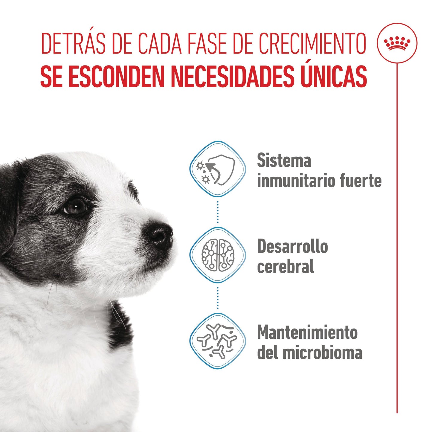 Royal Canin Mini Puppy Pienso para Cachorros ROYAL CANIN Mascotas-Ávila