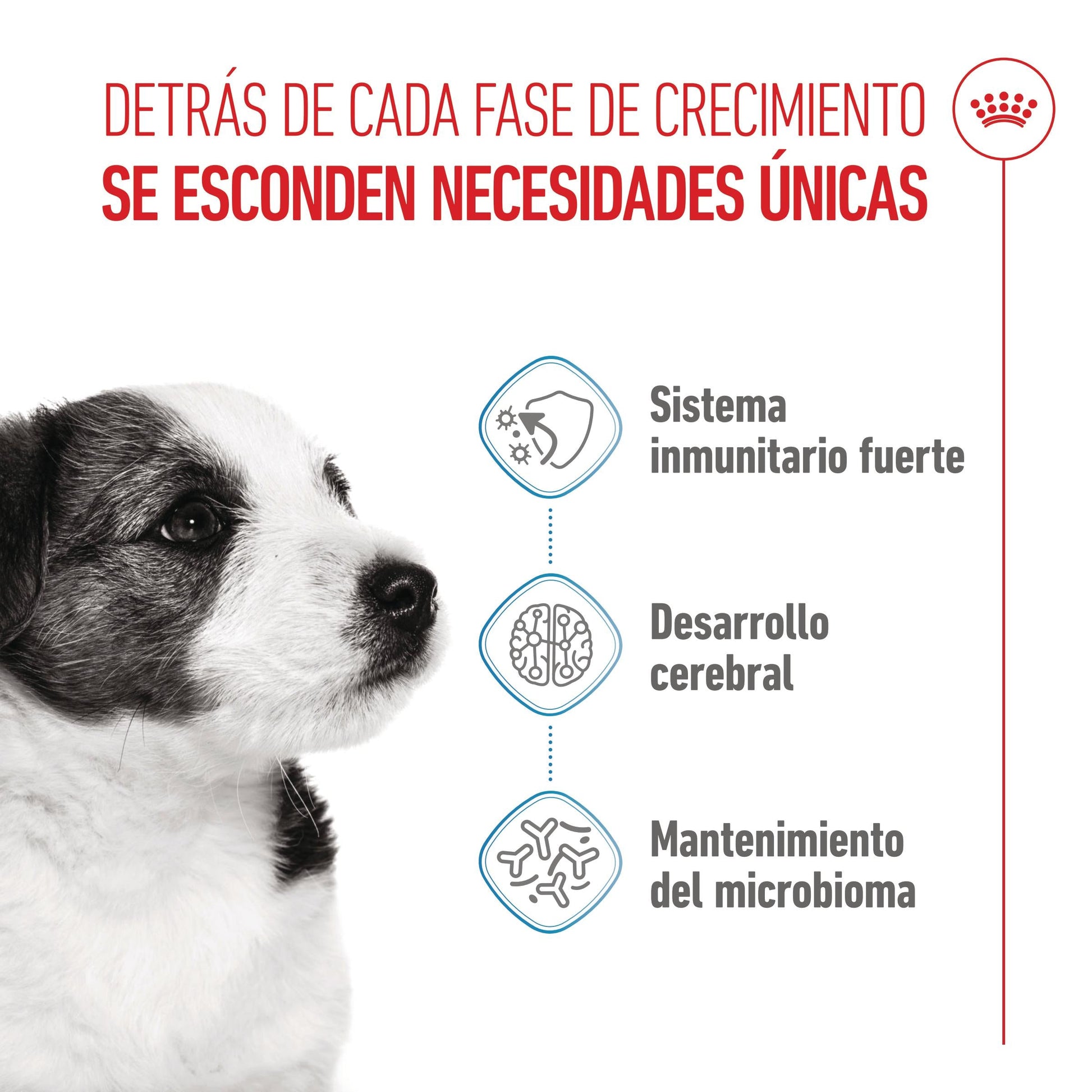 Royal Canin Mini Puppy Pienso para Cachorros ROYAL CANIN Mascotas-Ávila