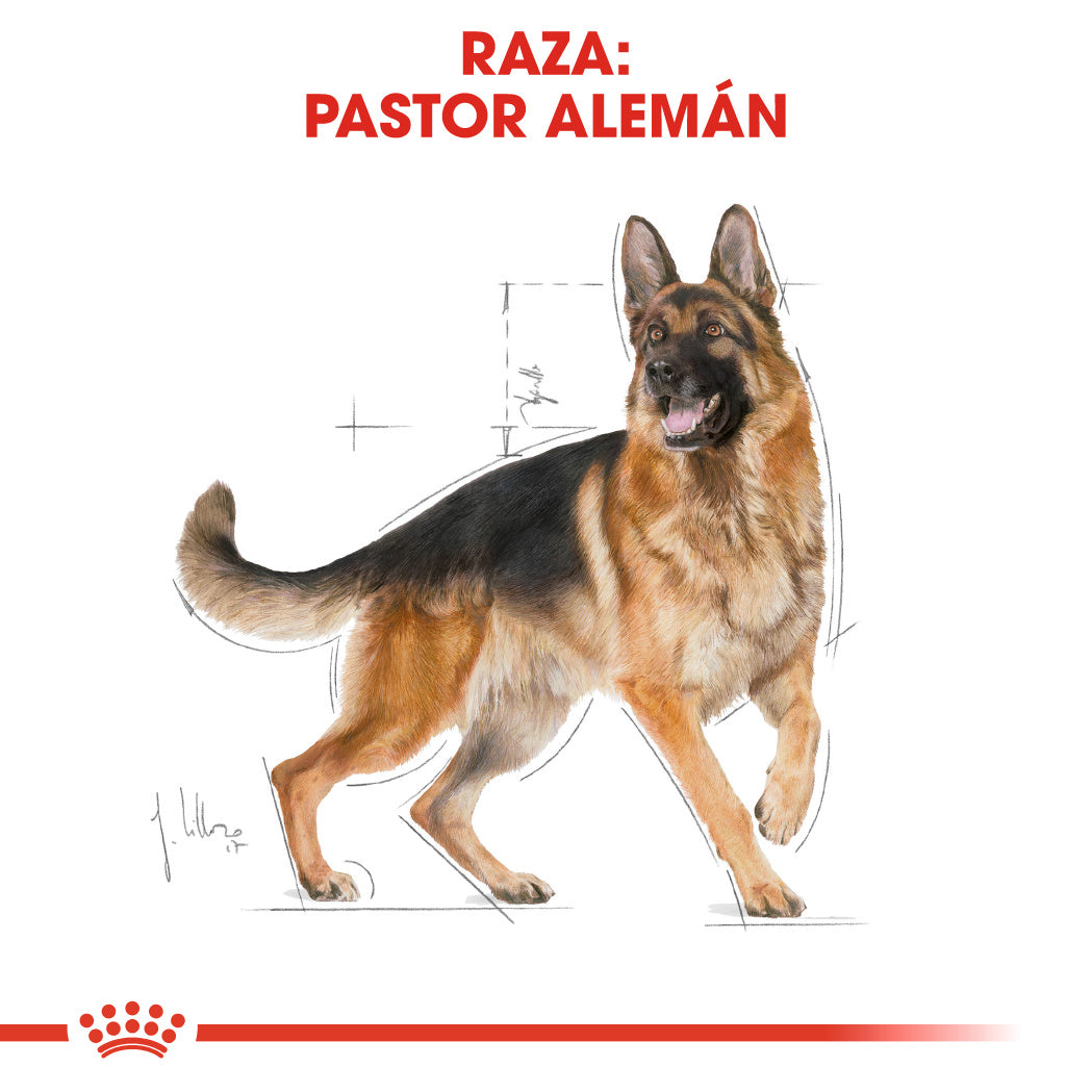 Royal Canin Pastor Alemán Adult 11 kg Pienso para Perros de Raza ROYAL CANIN Mascotas-Ávila
