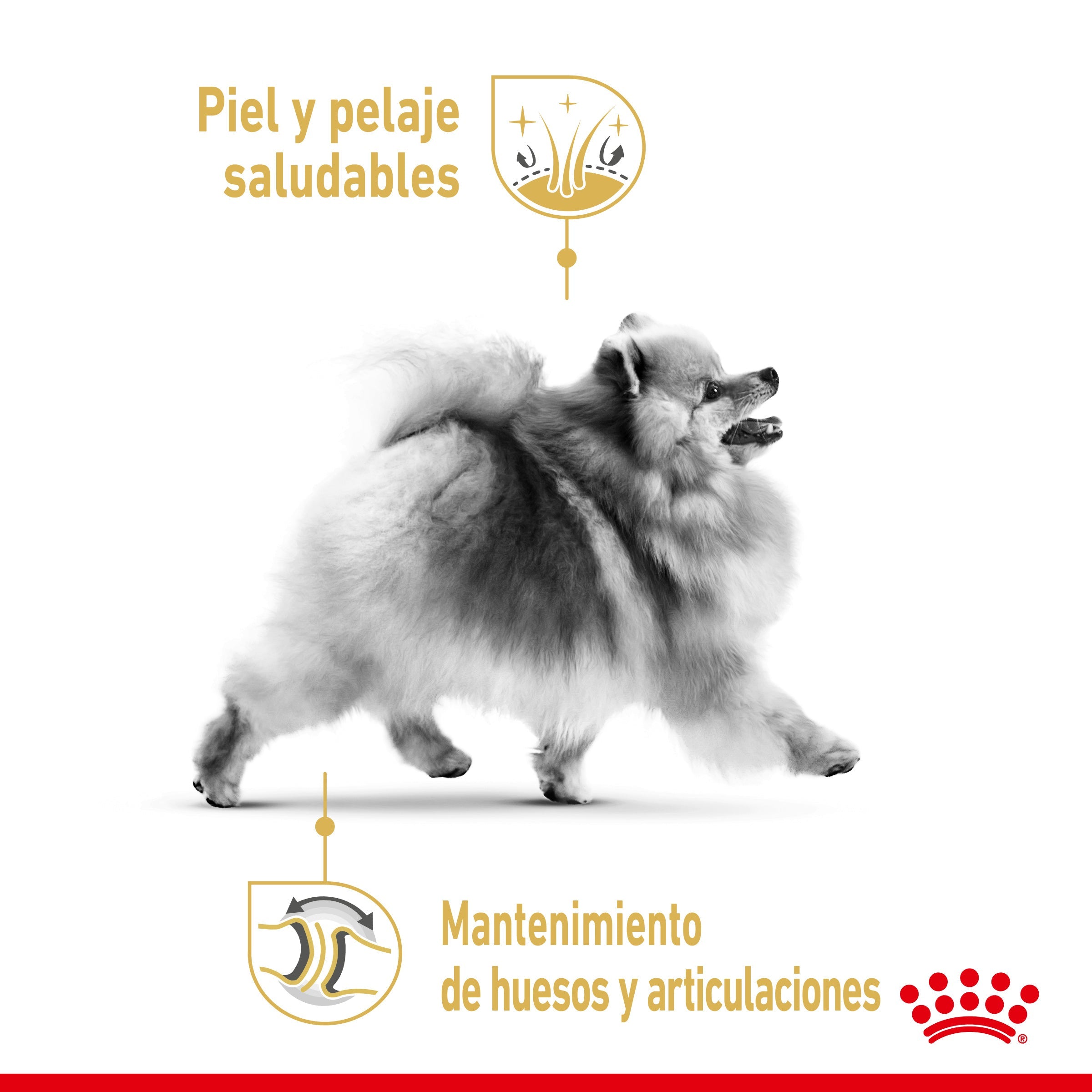 Royal Canin Pomerania Adulto Pienso para Perros de Raza ROYAL CANIN Mascotas-Ávila