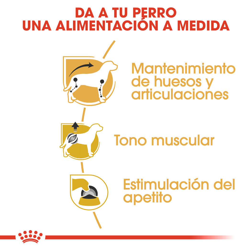 Royal Canin Teckel Dachshund Paté 85 g Comida Húmeda para Perros Salchicha ROYAL CANIN Mascotas-Ávila