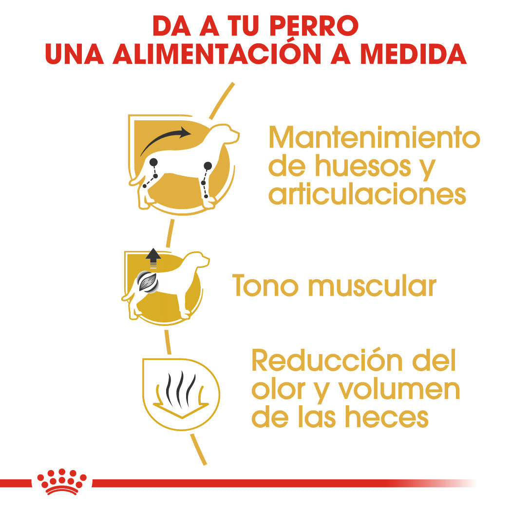 Royal Canin Teckel Dachsund Adulto Pienso para Perros de Raza Salchicha ROYAL CANIN Mascotas-Ávila