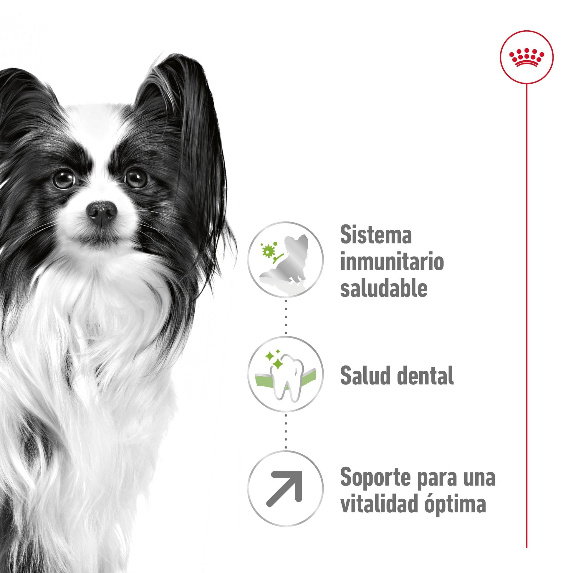 Royal Canin X-Small 8+ Pienso para Perros ROYAL CANIN Mascotas-Ávila