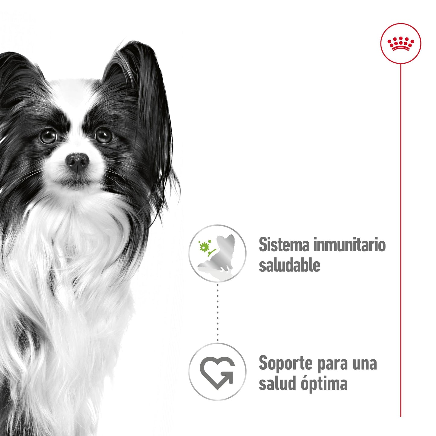 Royal Canin X-Small Adulto 85 g Comida Húmeda para Perros ROYAL CANIN Mascotas-Ávila