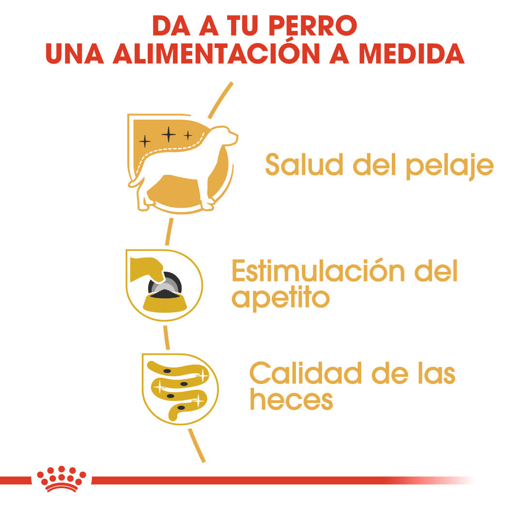 Royal Canin Yorkshire Paté Adulto 85 g Comida Húmeda para Perros ROYAL CANIN Mascotas-Ávila
