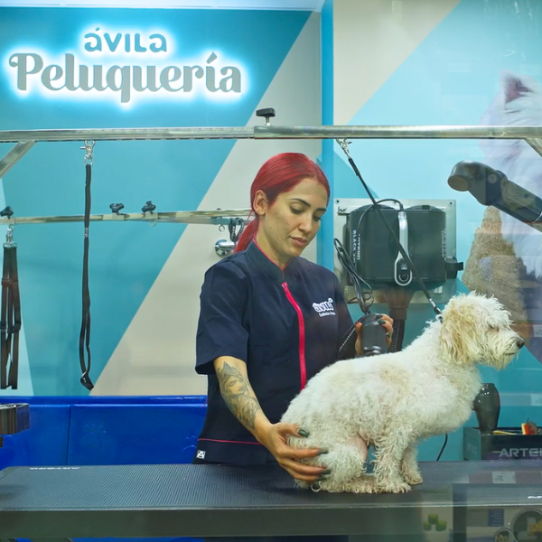Peluquería para perros en Mascotas Ávila