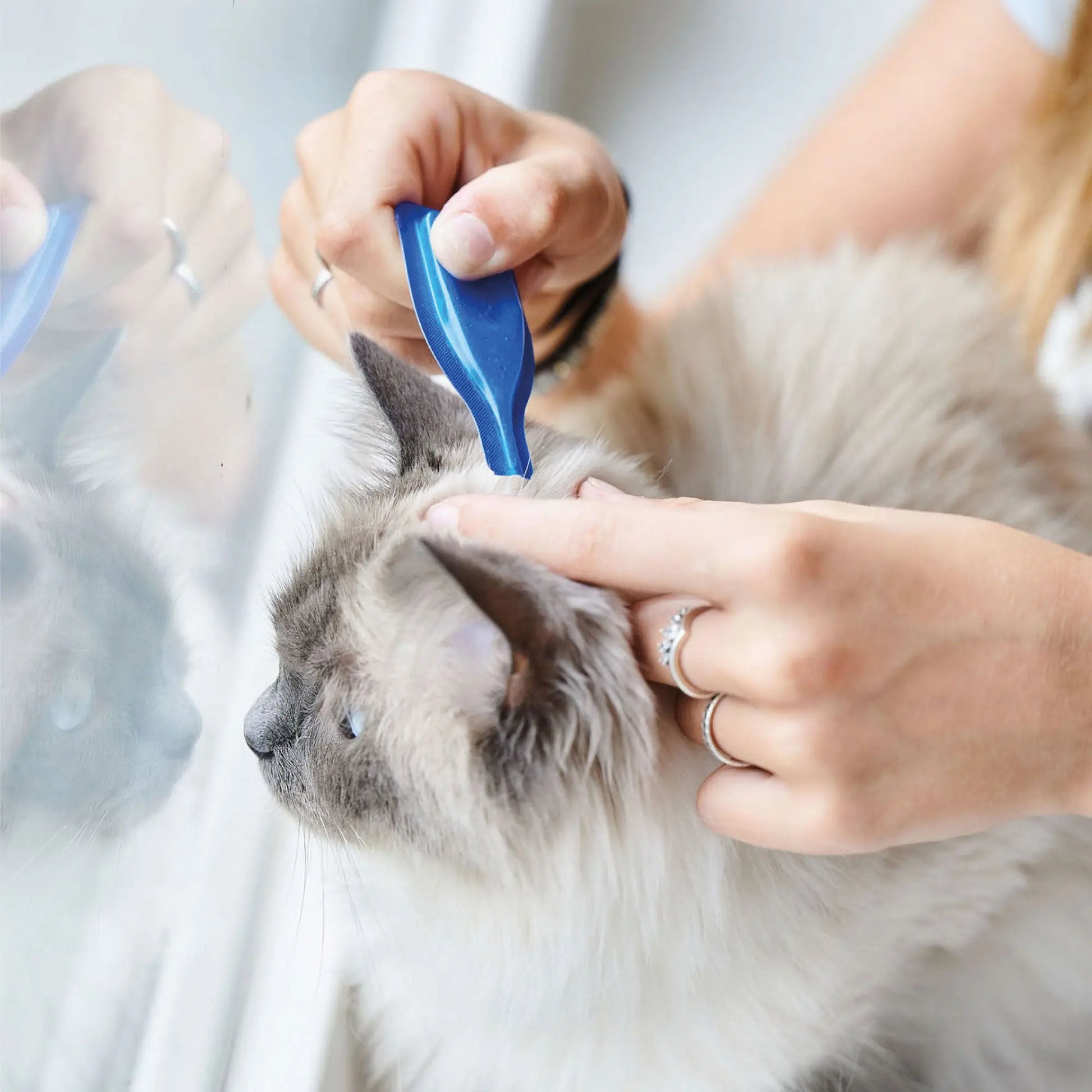 Beaphar Catcomfort 3 Pipetas Antiestrés con Feromonas para Gatos - Mejor Precio - Mascotas Ávila