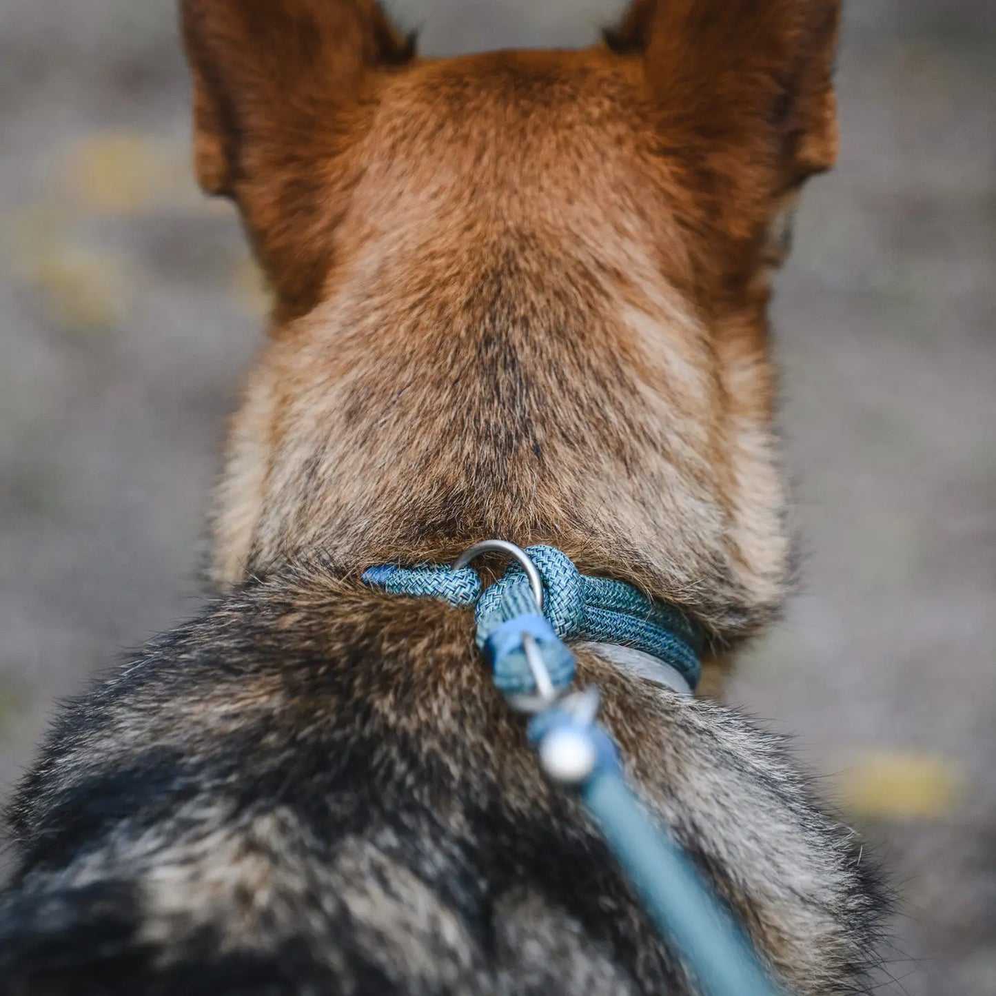 Collar Craft Round Recycled Freedog - Mejor Precio - Mascotas Ávila