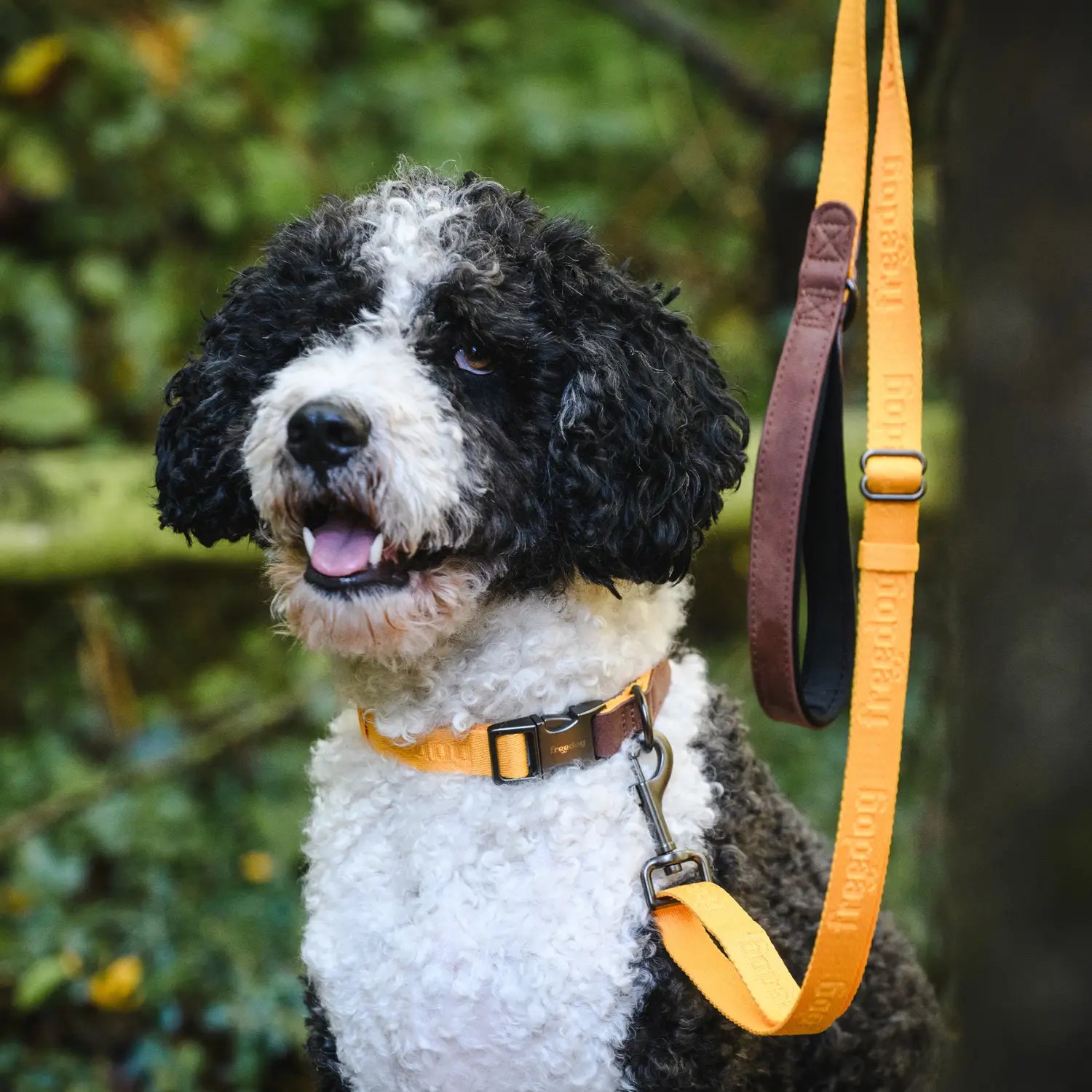 Collar Linum Freedog - Mejor Precio - Mascotas Ávila