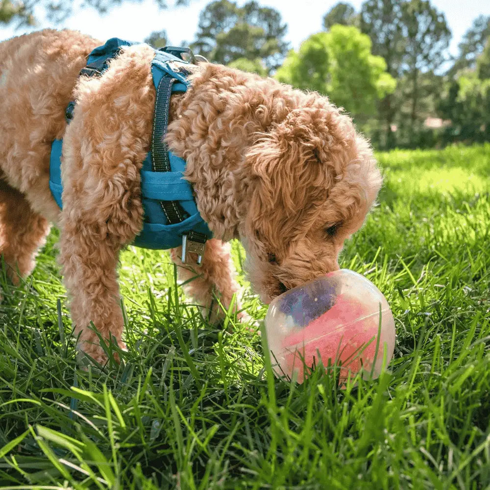 Nina Ottosson Rumble Puzzle Interactivo para perros NINA OTTOSSON