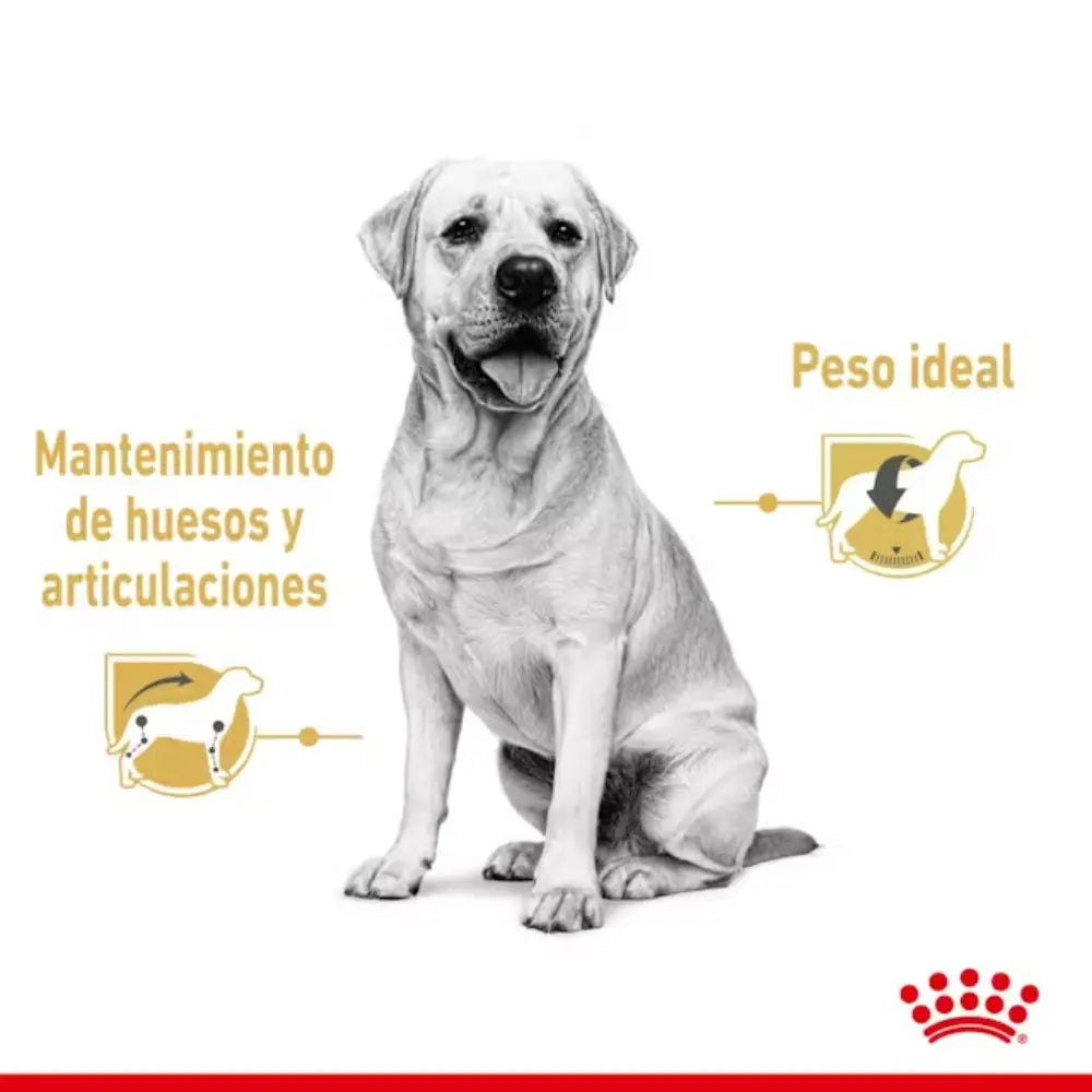 Royal Canin Labrador Adult 140 g húmedo ROYAL CANIN